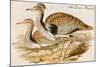 Macqueens Bustard-John Gould-Mounted Art Print