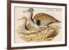 Macqueens Bustard-John Gould-Framed Premium Giclee Print