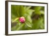 Macro Bloom IV-Karyn Millet-Framed Photographic Print