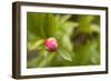 Macro Bloom IV-Karyn Millet-Framed Photographic Print