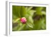 Macro Bloom IV-Karyn Millet-Framed Photographic Print