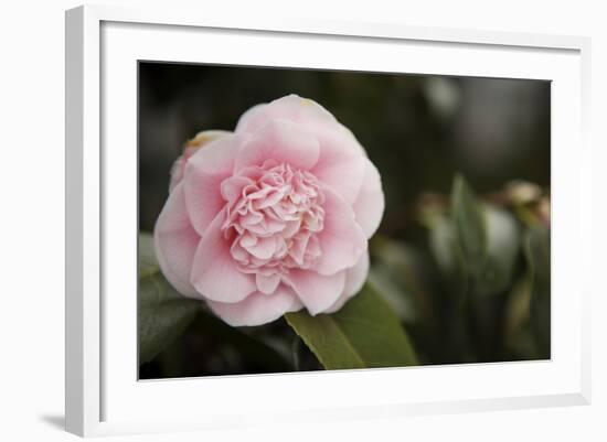 Macro Bloom V-Karyn Millet-Framed Photographic Print