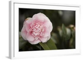 Macro Bloom V-Karyn Millet-Framed Photographic Print