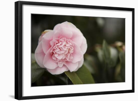 Macro Bloom V-Karyn Millet-Framed Photographic Print