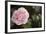 Macro Bloom V-Karyn Millet-Framed Photographic Print