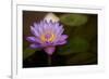 Macro Bloom VI-Karyn Millet-Framed Photographic Print