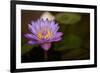 Macro Bloom VI-Karyn Millet-Framed Photographic Print