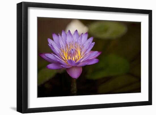 Macro Bloom VI-Karyn Millet-Framed Photographic Print