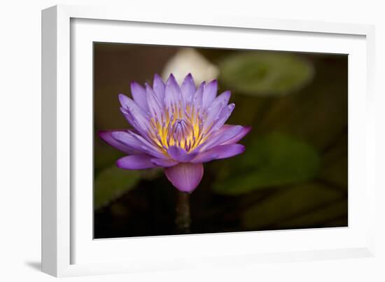 Macro Bloom VI-Karyn Millet-Framed Photographic Print