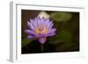 Macro Bloom VI-Karyn Millet-Framed Photographic Print