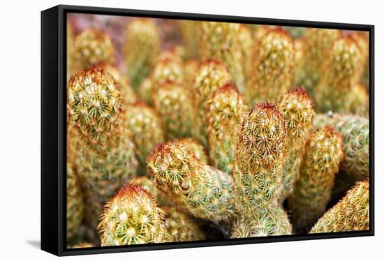Macro Cactus Mammillaria Elongata Rubra Copper King ,Gold Lace Cactus Golden Stars ,Lady Fingers De-Little daisy-Framed Stretched Canvas