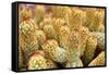 Macro Cactus Mammillaria Elongata Rubra Copper King ,Gold Lace Cactus Golden Stars ,Lady Fingers De-Little daisy-Framed Stretched Canvas