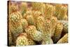 Macro Cactus Mammillaria Elongata Rubra Copper King ,Gold Lace Cactus Golden Stars ,Lady Fingers De-Little daisy-Stretched Canvas