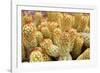 Macro Cactus Mammillaria Elongata Rubra Copper King ,Gold Lace Cactus Golden Stars ,Lady Fingers De-Little daisy-Framed Photographic Print