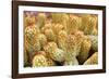 Macro Cactus Mammillaria Elongata Rubra Copper King ,Gold Lace Cactus Golden Stars ,Lady Fingers De-Little daisy-Framed Photographic Print