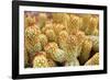 Macro Cactus Mammillaria Elongata Rubra Copper King ,Gold Lace Cactus Golden Stars ,Lady Fingers De-Little daisy-Framed Photographic Print