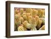 Macro Cactus Mammillaria Elongata Rubra Copper King ,Gold Lace Cactus Golden Stars ,Lady Fingers De-Little daisy-Framed Photographic Print