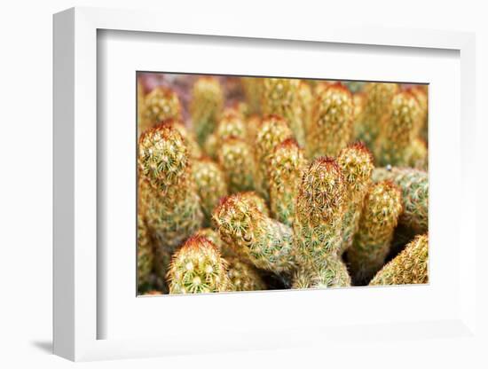 Macro Cactus Mammillaria Elongata Rubra Copper King ,Gold Lace Cactus Golden Stars ,Lady Fingers De-Little daisy-Framed Photographic Print
