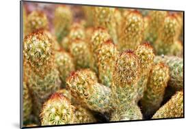 Macro Cactus Mammillaria Elongata Rubra Copper King ,Gold Lace Cactus Golden Stars ,Lady Fingers De-Little daisy-Mounted Photographic Print