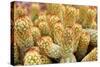 Macro Cactus Mammillaria Elongata Rubra Copper King ,Gold Lace Cactus Golden Stars ,Lady Fingers De-Little daisy-Stretched Canvas