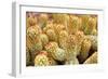 Macro Cactus Mammillaria Elongata Rubra Copper King ,Gold Lace Cactus Golden Stars ,Lady Fingers De-Little daisy-Framed Photographic Print