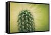 Macro Cactus-MXCLOUTI-Framed Stretched Canvas