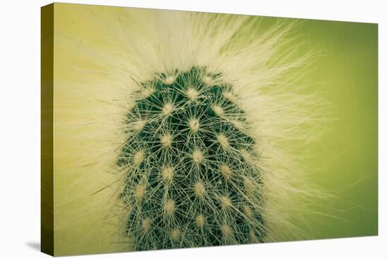 Macro Cactus-MXCLOUTI-Stretched Canvas