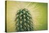 Macro Cactus-MXCLOUTI-Stretched Canvas