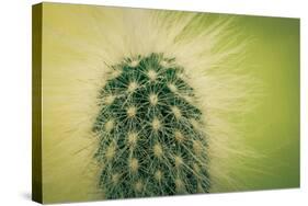 Macro Cactus-MXCLOUTI-Stretched Canvas