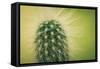 Macro Cactus-MXCLOUTI-Framed Stretched Canvas