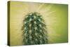 Macro Cactus-MXCLOUTI-Stretched Canvas