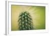 Macro Cactus-MXCLOUTI-Framed Photographic Print
