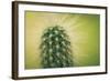 Macro Cactus-MXCLOUTI-Framed Photographic Print