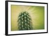 Macro Cactus-MXCLOUTI-Framed Photographic Print