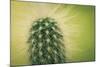 Macro Cactus-MXCLOUTI-Mounted Photographic Print