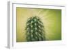 Macro Cactus-MXCLOUTI-Framed Photographic Print