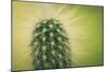 Macro Cactus-MXCLOUTI-Mounted Photographic Print