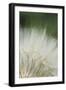 Macro Dandelion I-Renée Stramel-Framed Photographic Print