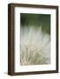 Macro Dandelion I-Renée Stramel-Framed Photographic Print