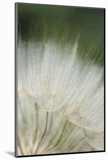 Macro Dandelion I-Renée Stramel-Mounted Photographic Print