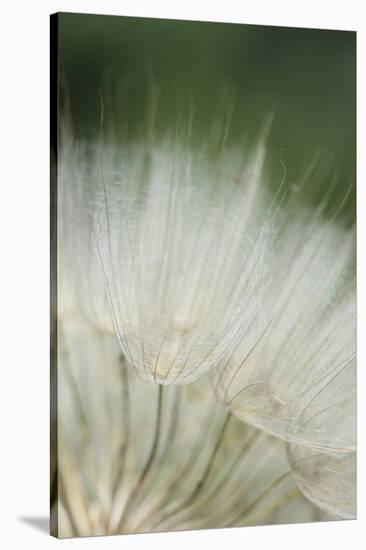 Macro Dandelion I-Renée Stramel-Stretched Canvas