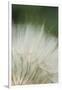 Macro Dandelion I-Renée Stramel-Framed Photographic Print