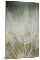 Macro Dandelion III-Renée Stramel-Mounted Premium Photographic Print