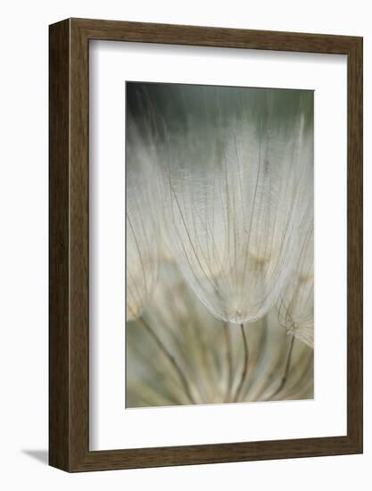 Macro Dandelion III-Renée Stramel-Framed Photographic Print