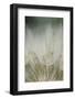 Macro Dandelion III-Renée Stramel-Framed Photographic Print