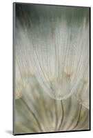 Macro Dandelion III-Renée Stramel-Mounted Photographic Print