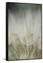 Macro Dandelion III-Renée Stramel-Framed Stretched Canvas