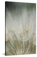 Macro Dandelion III-Renée Stramel-Stretched Canvas