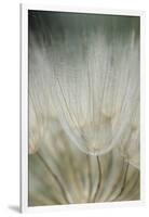 Macro Dandelion III-Renée Stramel-Framed Photographic Print