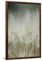 Macro Dandelion III-Renée Stramel-Framed Photographic Print